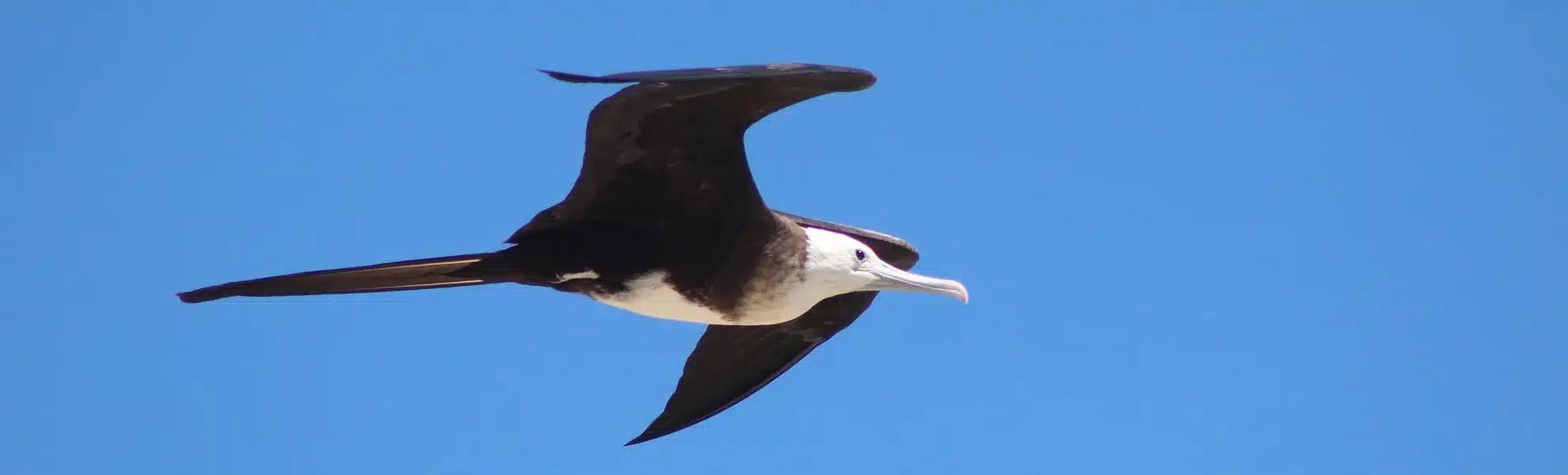 Avistamiento Aves Marinas Manta Ecuador